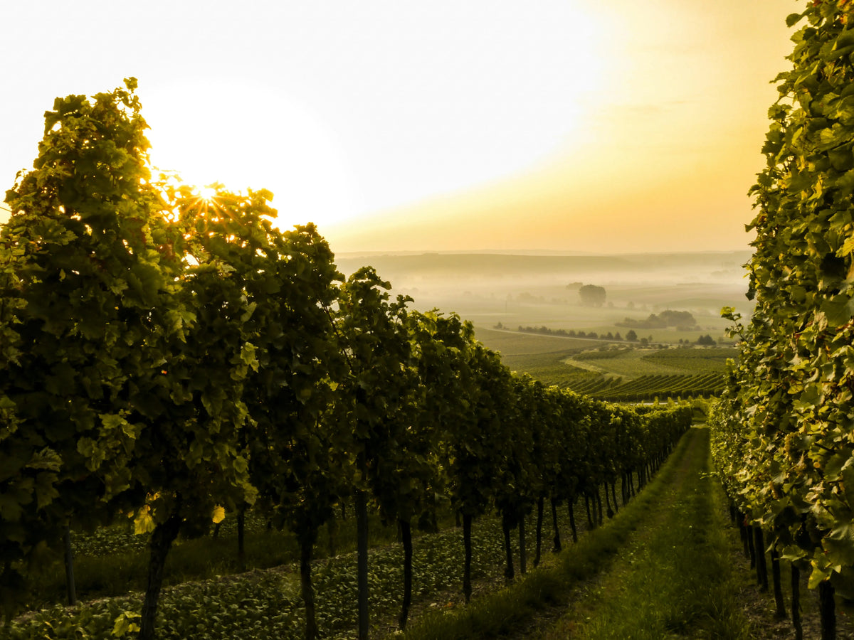 sunset over lush vineyard rows, creating a serene rural landscape, ideal for outdoor ambiance or wine-themed projects